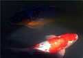 Picture Title - Two Koi
