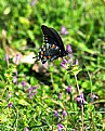 Picture Title - Swallowtail 1