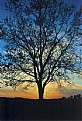 Picture Title - A tree in dekalb