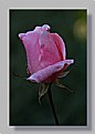 Picture Title - pink rose