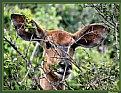 Picture Title - kudu doe