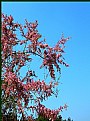 Picture Title - pink on a blue sky...