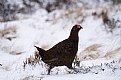 Picture Title - Red Grouse in Snow