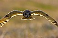 Picture Title - An owl