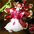 Picture Title - Orquídea V