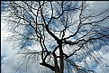 Picture Title - Gathering the sky in its branches....