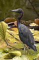 Picture Title - Tri-Colored Heron