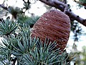 Picture Title - tassie pine