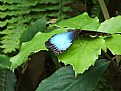 Picture Title - Another blue butterfly