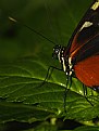 Picture Title - Butterfly Close-Up