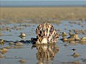 Picture Title - Qatar Sea_Oyster