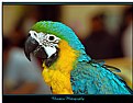 Picture Title - Blue & Gold Macaw