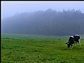 Picture Title - The cow