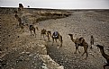 Picture Title - Camel train, Hamed Ela