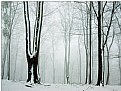 Picture Title - a winter's tale  III