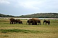 Picture Title - Safari Life