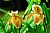 orchid2