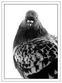 Picture Title - Black  & White Pigeon