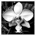 Picture Title - Phalaenopsis