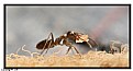 Picture Title - Hard worker - Ant