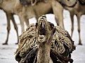 Picture Title - Camel, Dallol