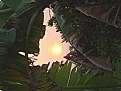 Picture Title - Sunset Through  Banana Leaves