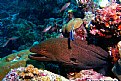 Picture Title - That's A Moray
