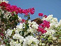 Picture Title - Bougainvillea on a trellis