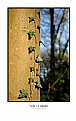 Picture Title - Tree Climber