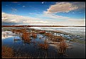 Picture Title - Muskrat Pond