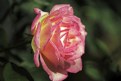 Picture Title - Pink Rose II