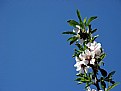 Picture Title - PRIMAVERA
