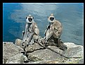 Picture Title - Monkeys