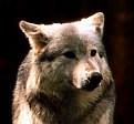 Picture Title - Wolf