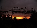 Picture Title - Barbed Sunset