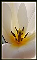 Picture Title - Spring Series..2 (Tulip)