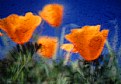 Picture Title - Impressions - California Poppy