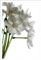 Picture Title - Spring whites [2]