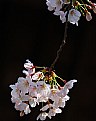 Picture Title - Cherry-4-