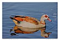 Picture Title - Inquisitive Egyptian Goose