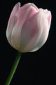 Picture Title - Pink Tulip