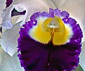 Picture Title - Orchid - a closer look