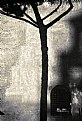 Picture Title - Gallows Tree