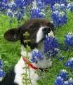 Picture Title - Bowzer & the Bluebonnets