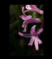 Picture Title - Hyacinth