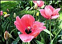 Picture Title - Red Tulip