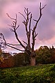Picture Title - Glen Esk Tree