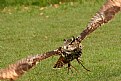 Picture Title - Eagle Owl Swoop