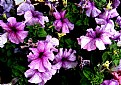 Picture Title - MY PETUNIA 2