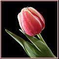 Picture Title - Tulip